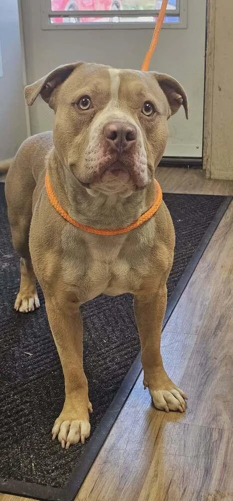 A young medium-sized male White / Cream Staffordshire Bull Terrier dog named Chunk for adoption in Fremont, NE
