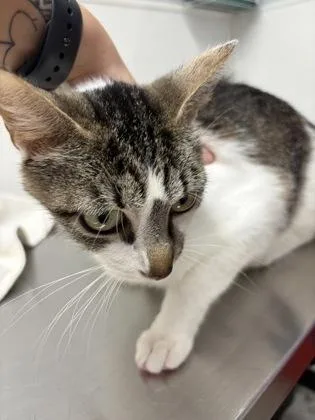 A baby medium-sized female Domestic Short Hair cat named Starfire for adoption in West Chester, PA