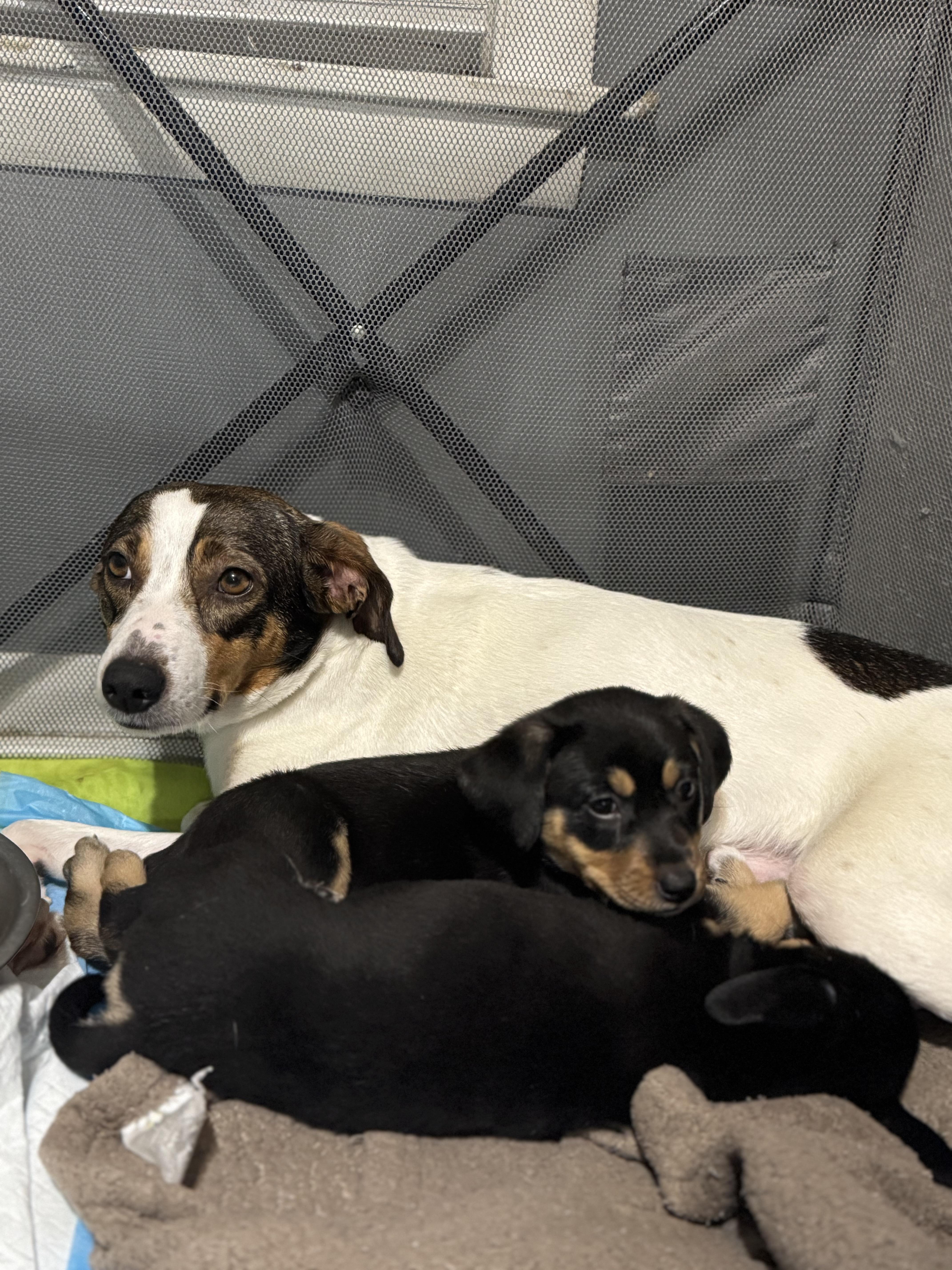 Dorie! Patient And Gentle thumbnail 2