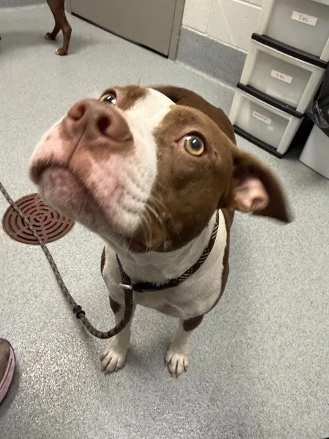 A young small-sized female Pit Bull Terrier dog named Spaghetti for adoption in Indianapolis, IN