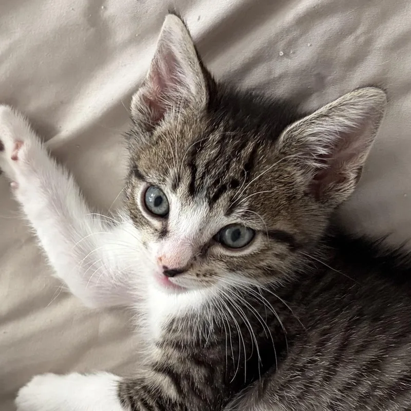 A baby medium-sized male Tabby (Buff / Tan / Fawn) Domestic Short Hair cat named Blot for adoption in Santa Ana, CA