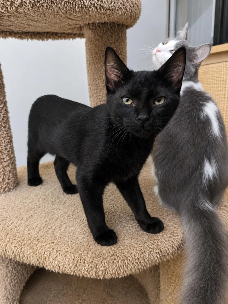 A baby small-sized female Domestic Short Hair cat named Panthera for adoption in Rio Linda, CA