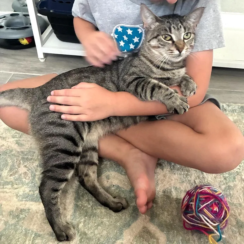 A young medium-sized female Brown / Chocolate Domestic Short Hair cat named Lilia for adoption in Bulverde, TX