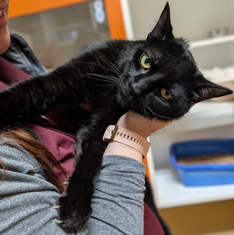 An adult large-sized male Black Domestic Short Hair cat named Dante for adoption in Accident, MD