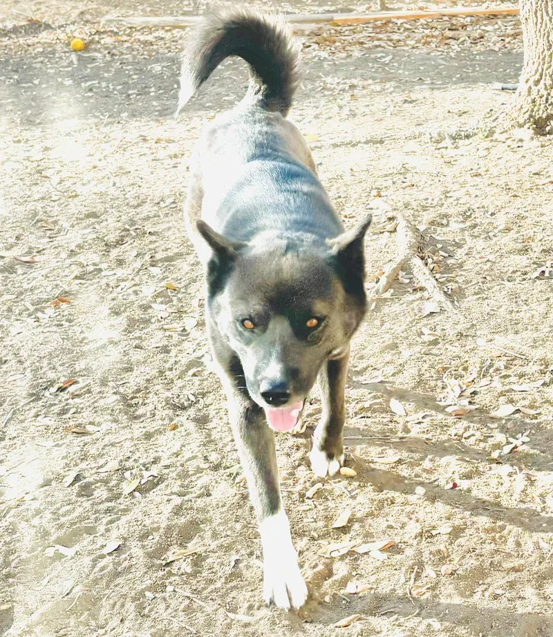 An adult medium-sized female Black Husky dog named Floof for adoption in San Antonio, TX
