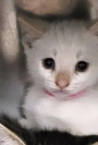 A baby small-sized male Domestic Short Hair cat named Fíon for adoption in Los Angeles, CA