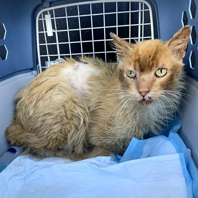 A senior small-sized male Orange / Red Domestic Long Hair cat named Mista for adoption in Los Angeles, CA