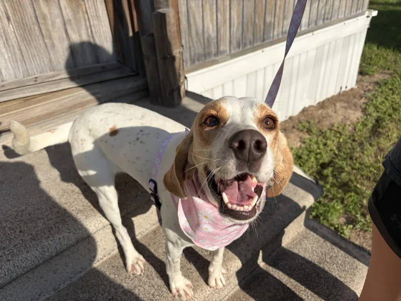 A young small-sized female Beagle dog named Daisy Jane for adoption in Dunnellon, FL
