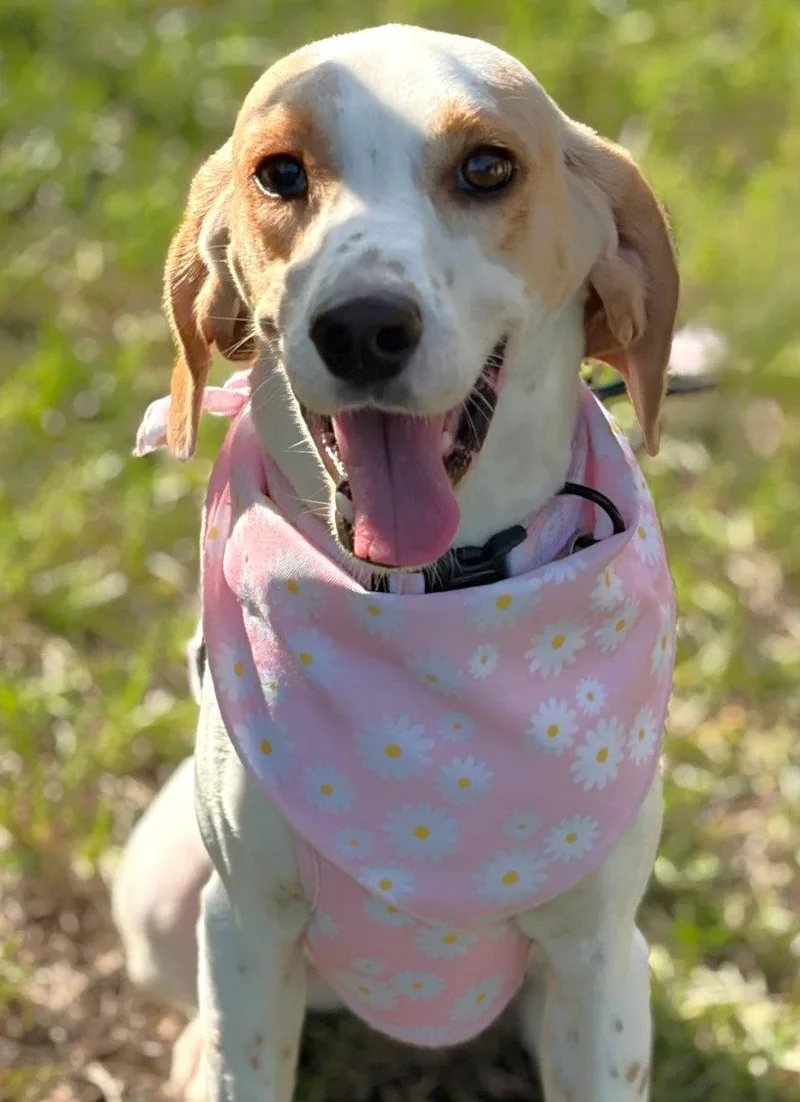 Daisy Jane thumbnail 3