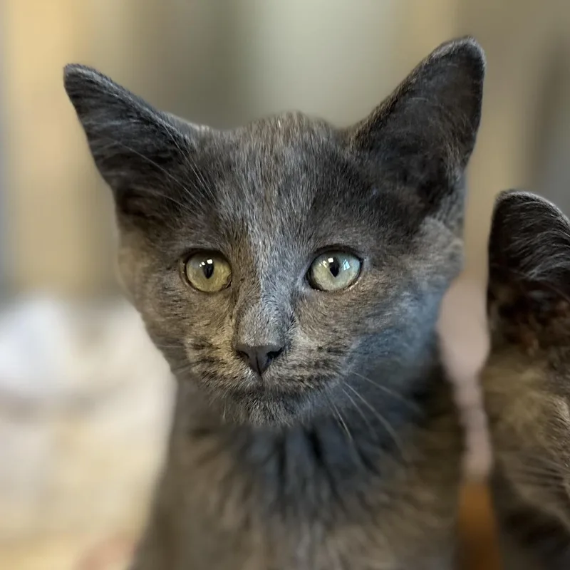 A baby small-sized male Gray / Blue / Silver Domestic Short Hair cat named Andy for adoption in Washington Township, OH