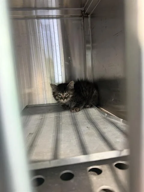 A baby small-sized male Domestic Long Hair cat named Rex for adoption in Dallas, TX