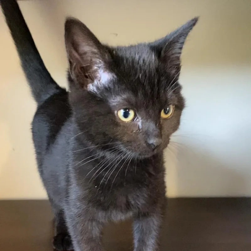 A young small-sized female Black Domestic Short Hair cat named Vikkie for adoption in Wichita, KS