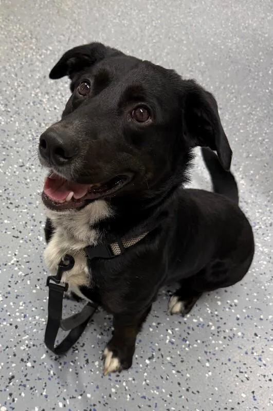 An adult medium-sized male Corgi dog named Lenny for adoption in Yankton, SD