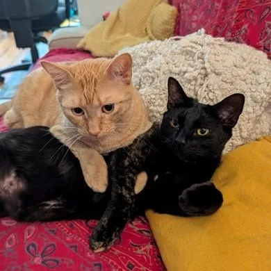 A young medium-sized female Tabby (Orange / Red) Domestic Short Hair cat named Sumo for adoption in Chicago, IL