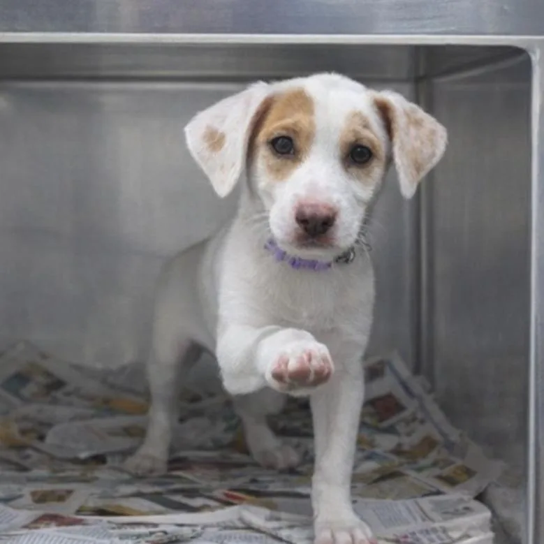 A baby medium-sized female White / Cream Labrador Retriever dog named Violet for adoption in Chantilly, VA