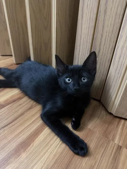 A baby small-sized female Domestic Short Hair cat named Birdie for adoption in Honolulu, HI