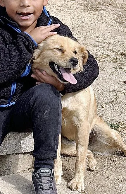 A young medium-sized female Golden Retriever dog named Chloe for adoption in Poway, CA
