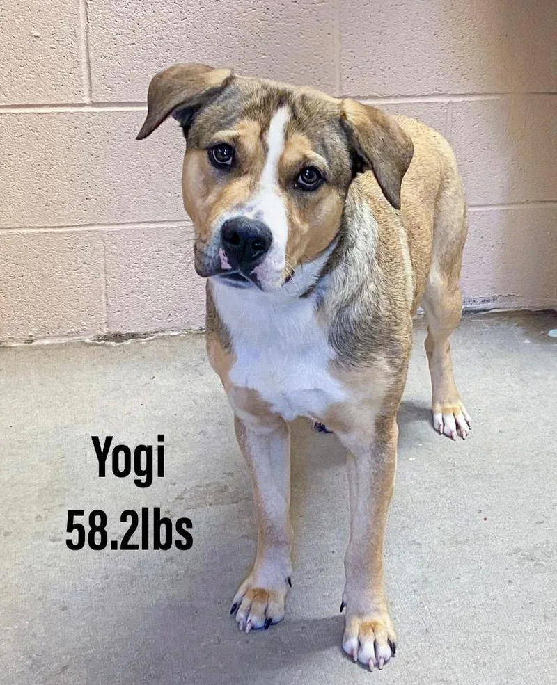 Yogi