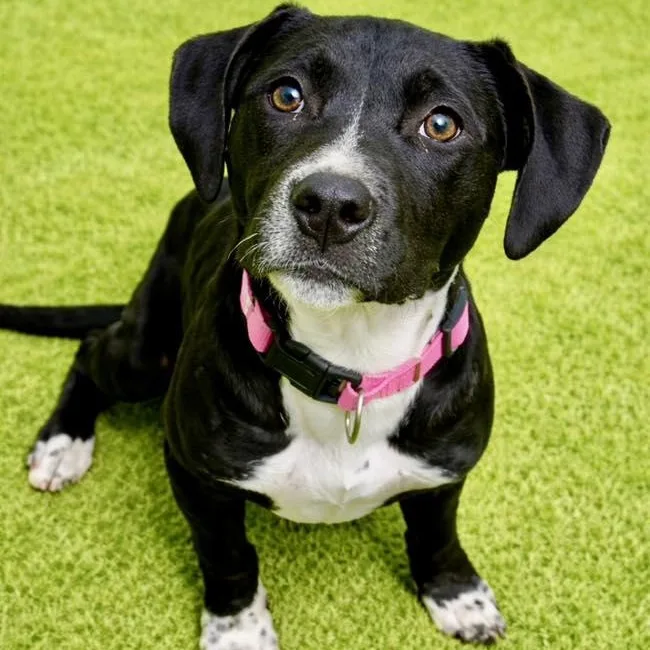 A baby medium-sized female Black Pit Bull Terrier dog named Eve for adoption in Battle Creek, MI