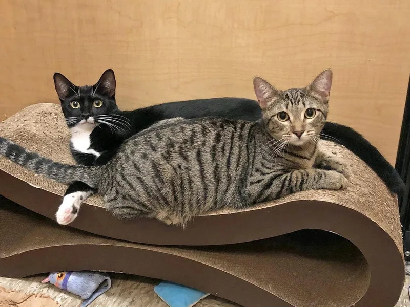 A young small-sized female Black & White / Tuxedo Domestic Short Hair cat named Angora for adoption in Mission Viejo, CA