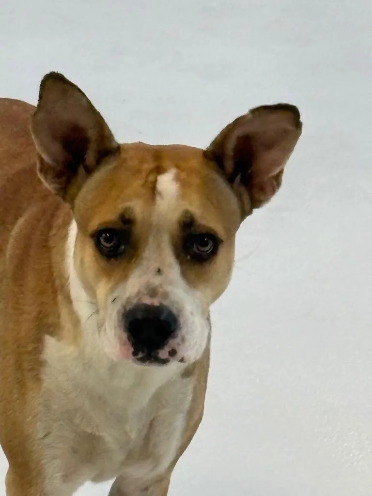 A young large-sized female Pit Bull Terrier dog named Moana for adoption in Lockhart, TX