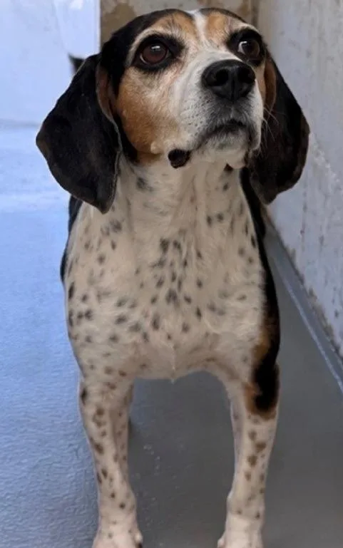 An adult small-sized female Beagle dog named Sis for adoption in Thompson Falls, MT