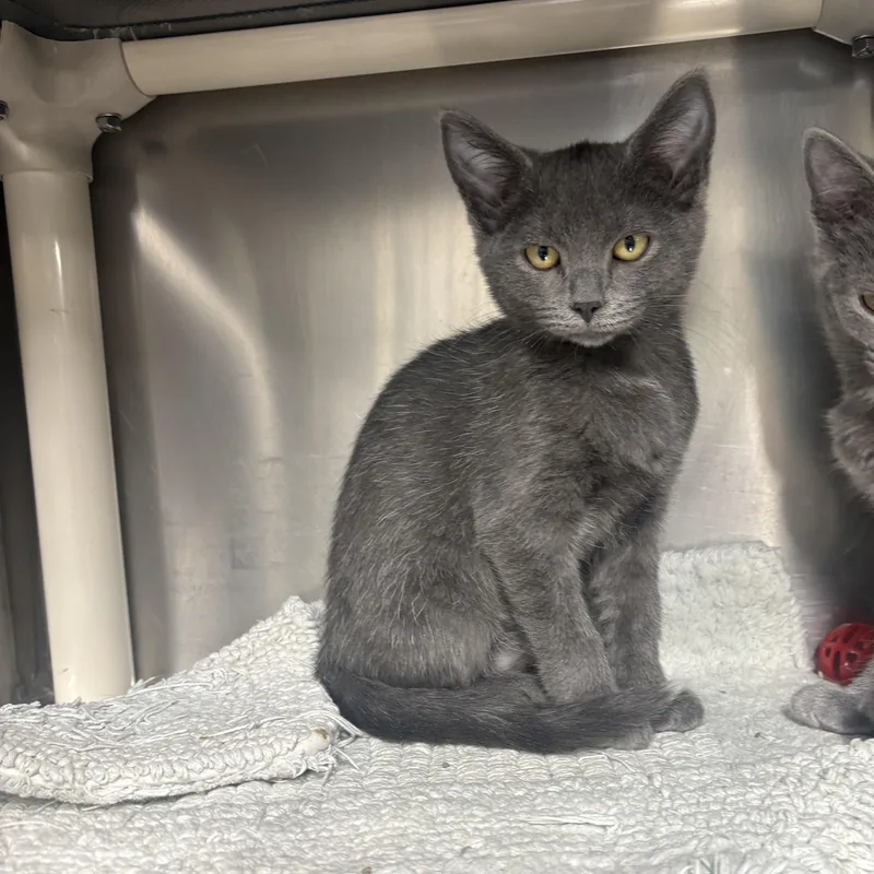 A baby small-sized female Domestic Short Hair cat named Claire for adoption in Saint Charles, MO