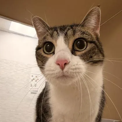 An adult large-sized male White Domestic Short Hair cat named Red for adoption in Dubuque, IA