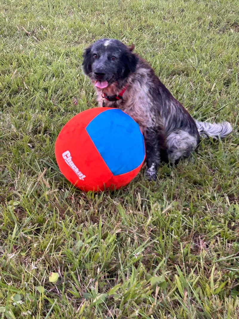 An adult medium-sized male English Setter dog named Duncan for adoption in Albion, NY