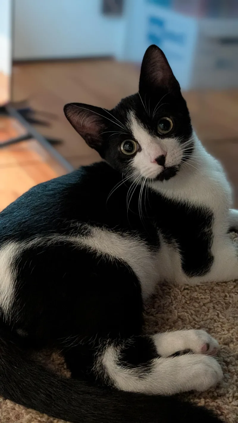 A baby large-sized male Tuxedo cat named Shiloh for adoption in Wilmington, NC
