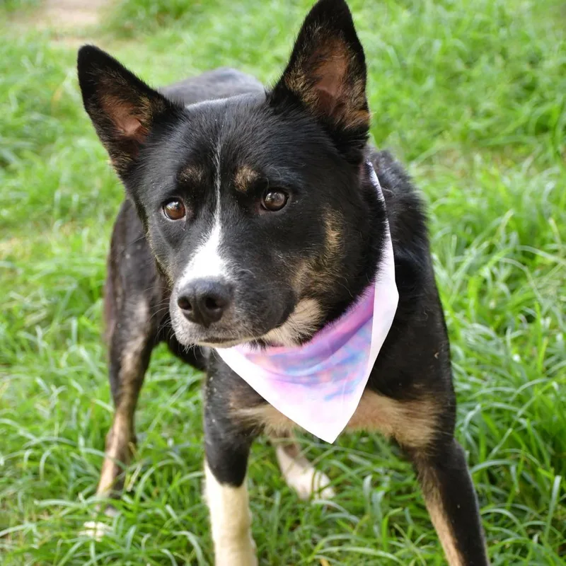 An adult medium-sized female Black Shepherd dog named Zen for adoption in Beaumont, TX