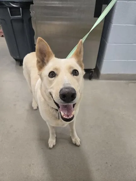 An adult large-sized female Shepherd dog named Bella for adoption in Millersville, MD