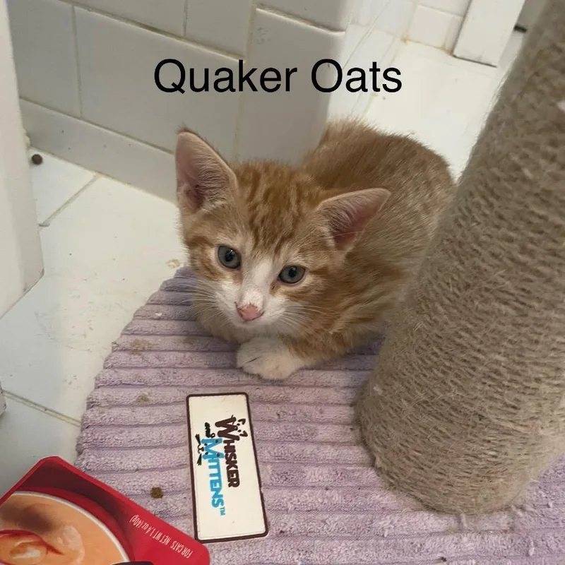 A baby small-sized male Orange / Red Domestic Short Hair cat named Quaker Oats for adoption in Middle Village, NY