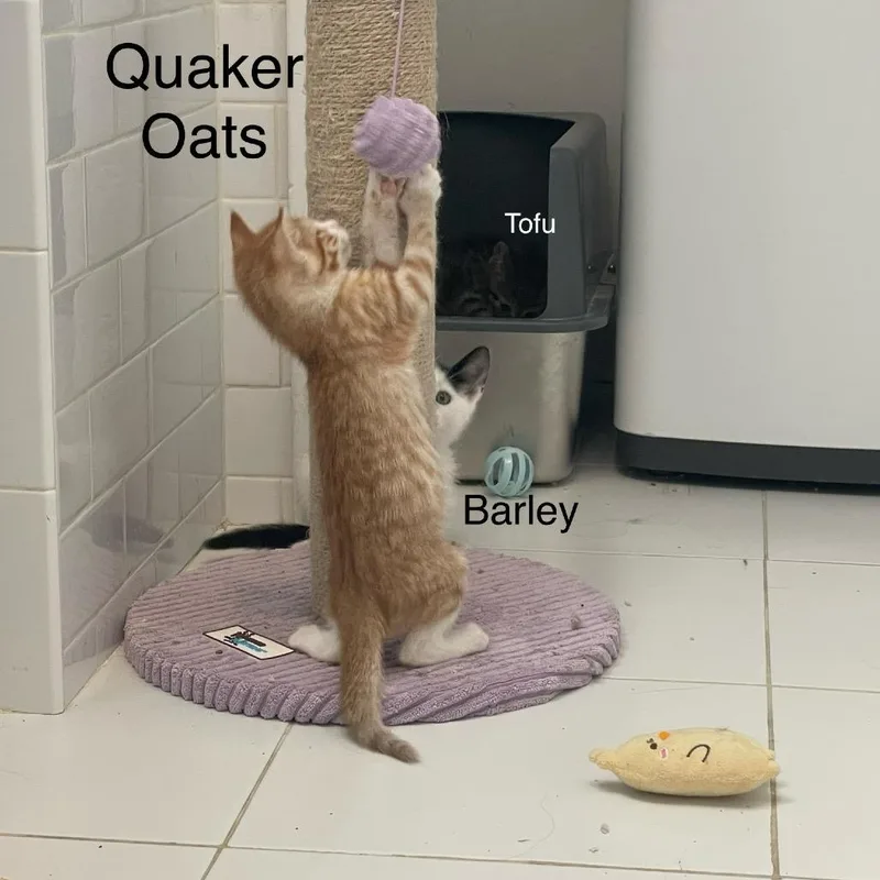 Quaker Oats thumbnail 2