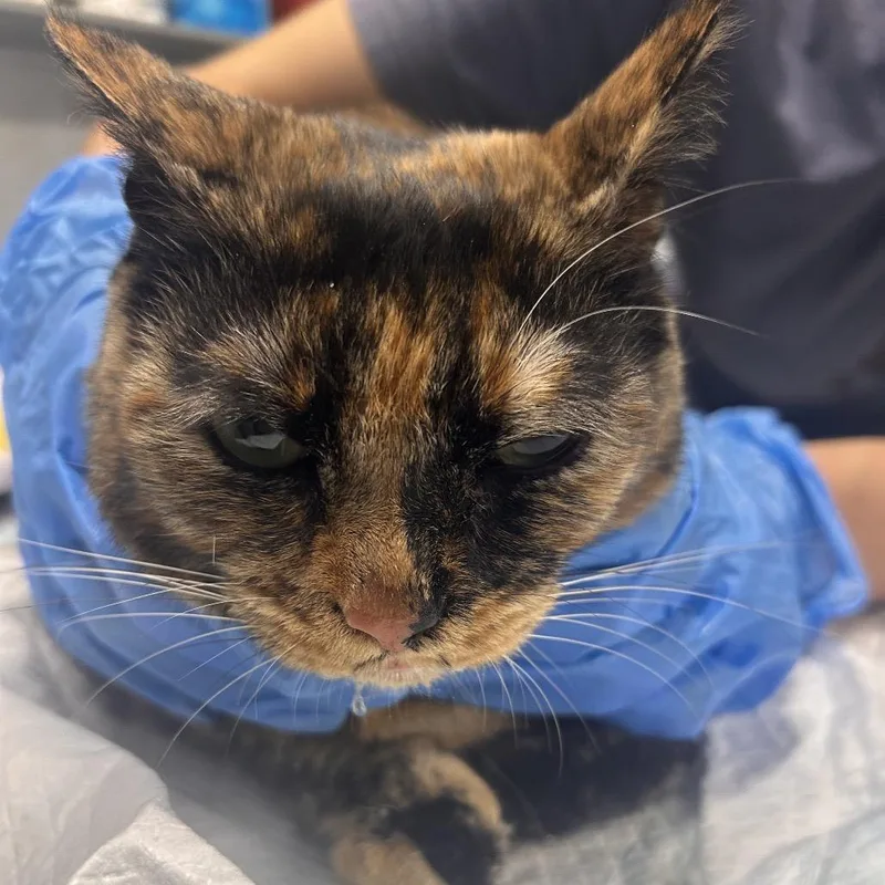 An adult large-sized female Brown / Chocolate Domestic Short Hair cat named Mama @ Pet Supermarket for adoption in Summerville, SC