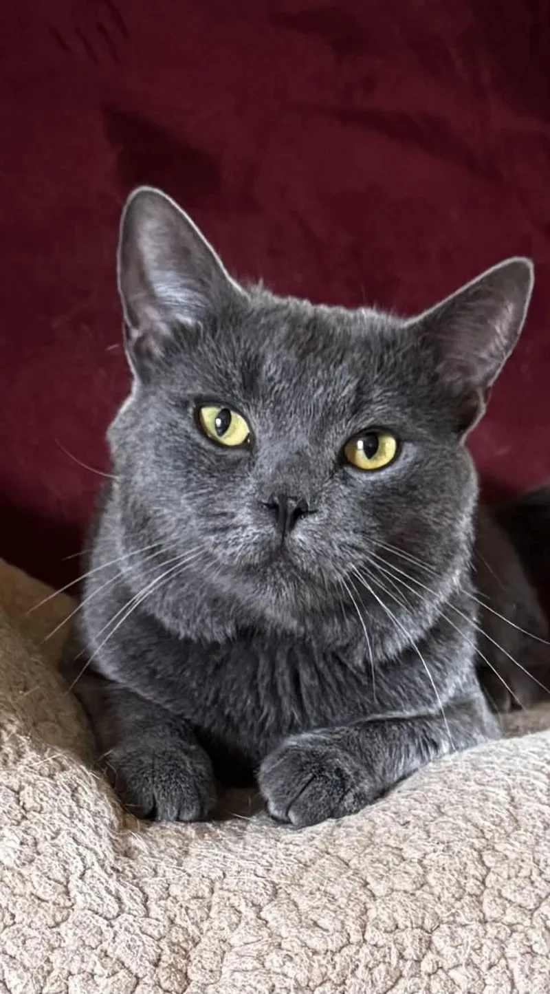 An adult medium-sized male Gray / Blue / Silver Domestic Short Hair cat named Bleu for adoption in North Huntingdon, PA