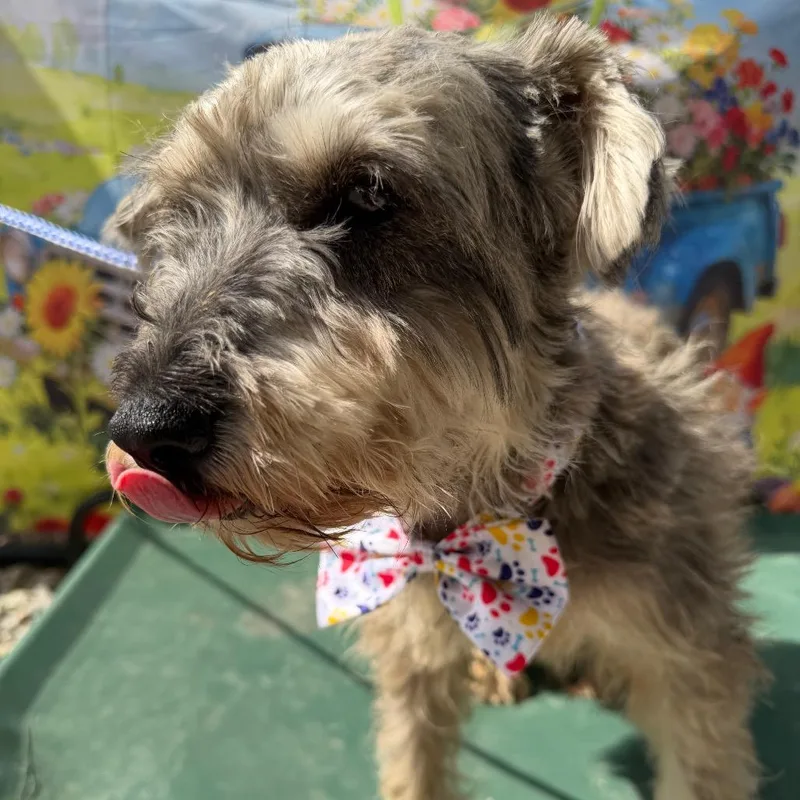 A baby small-sized female Gray / Blue / Silver Schnauzer dog named Magnolia for adoption in Aledo, TX
