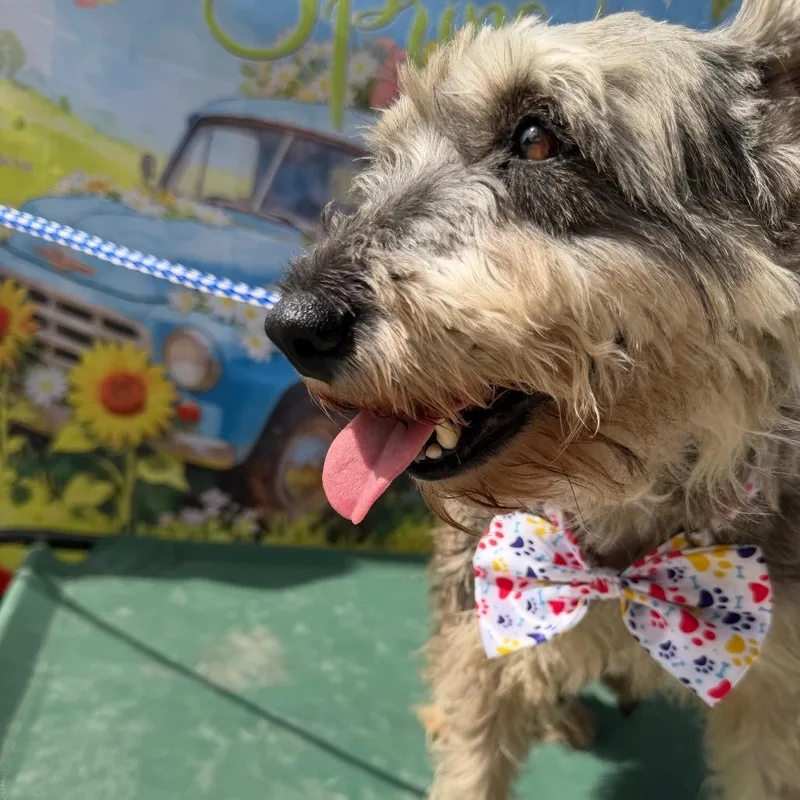 Magnolia thumbnail 2