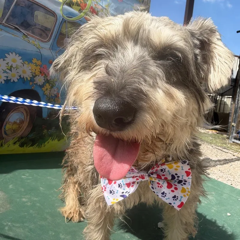 Magnolia thumbnail 3