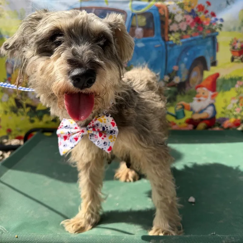 Magnolia thumbnail 4