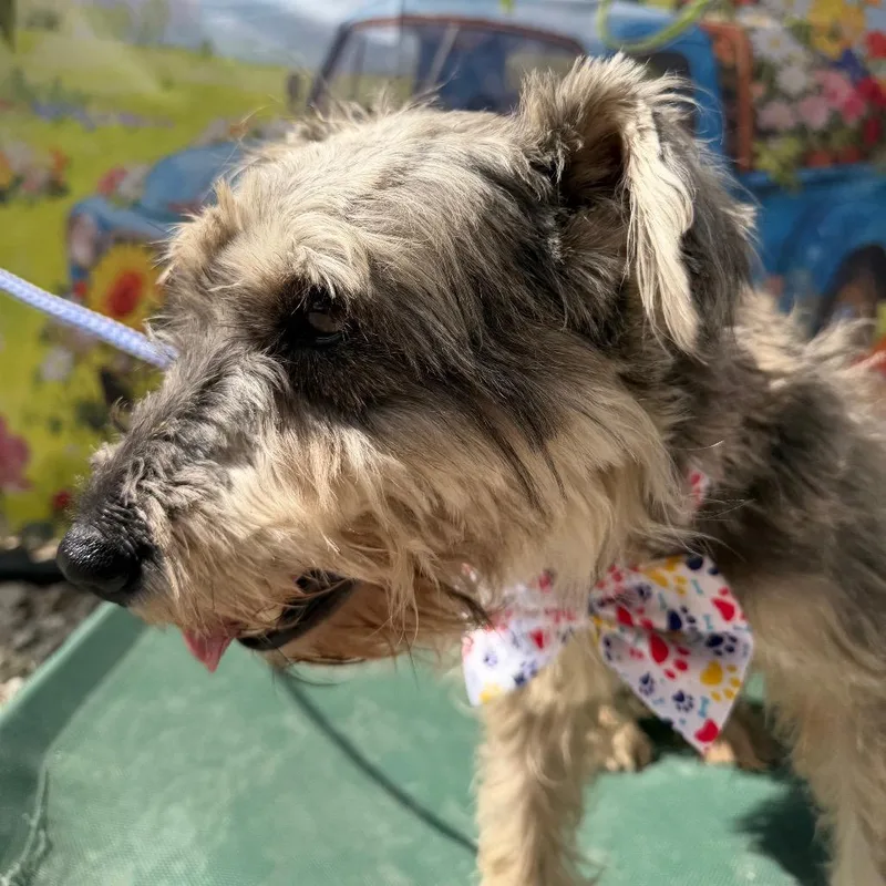 Magnolia thumbnail 5