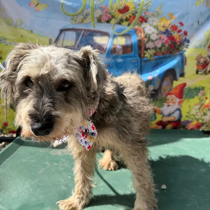 Magnolia thumbnail 6