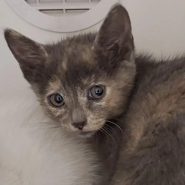 A baby small-sized female Tortoiseshell Domestic Short Hair cat named Jeep for adoption in Phoenix, AZ