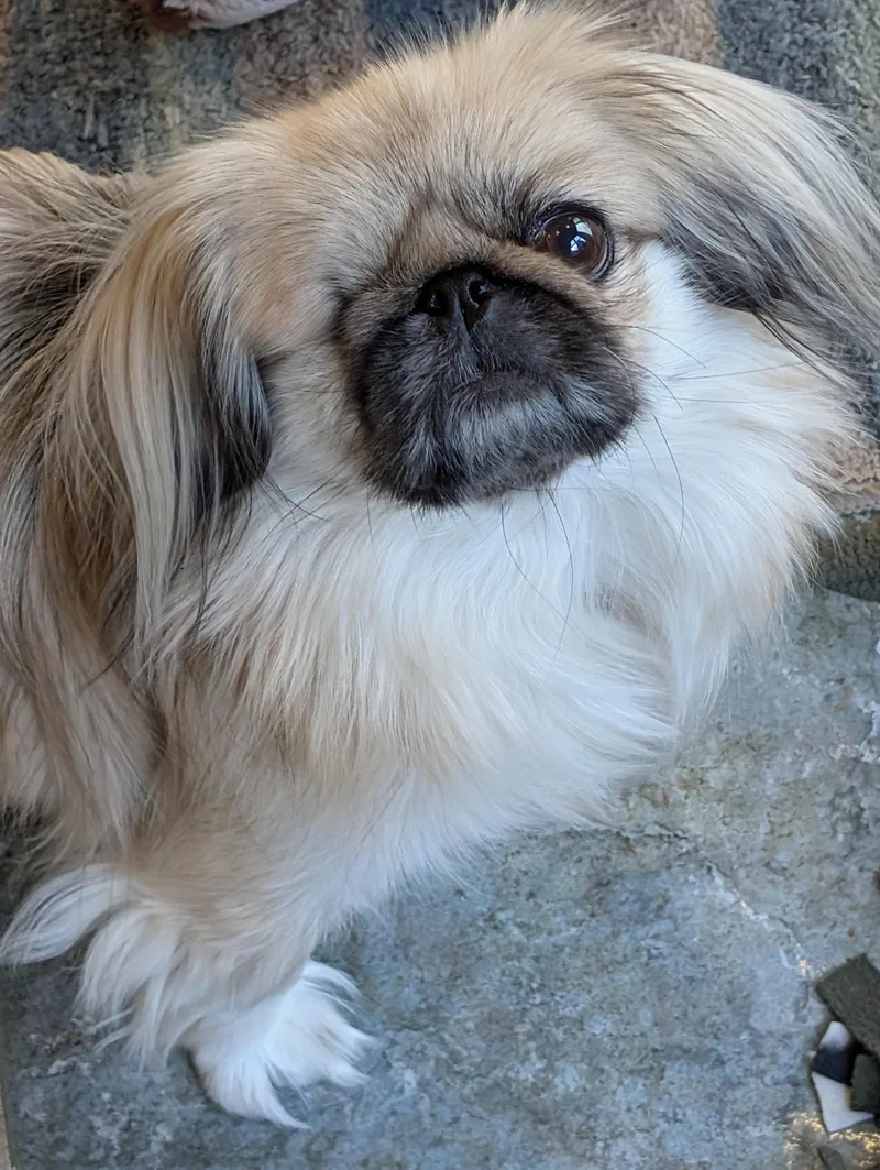 Pika Pika thumbnail 6