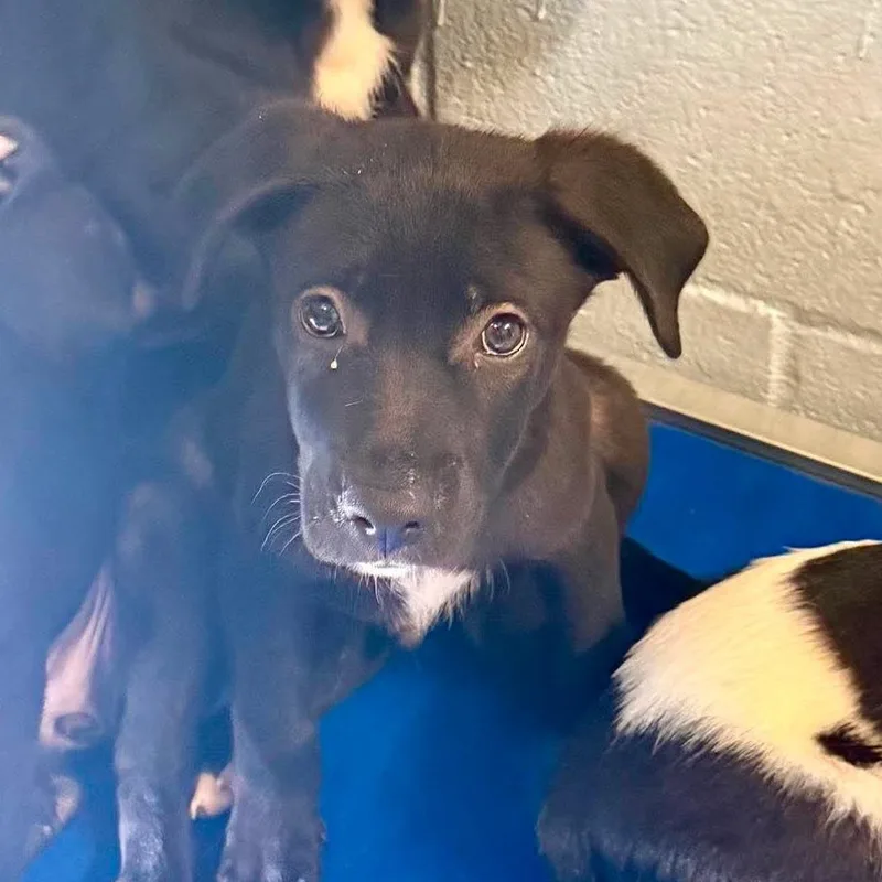 A baby small-sized male Black Shepherd dog named Tom for adoption in Austin, TX