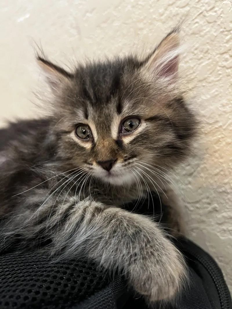 A baby medium-sized female Domestic Long Hair cat named Pika for adoption in Royal Palm Beach, FL