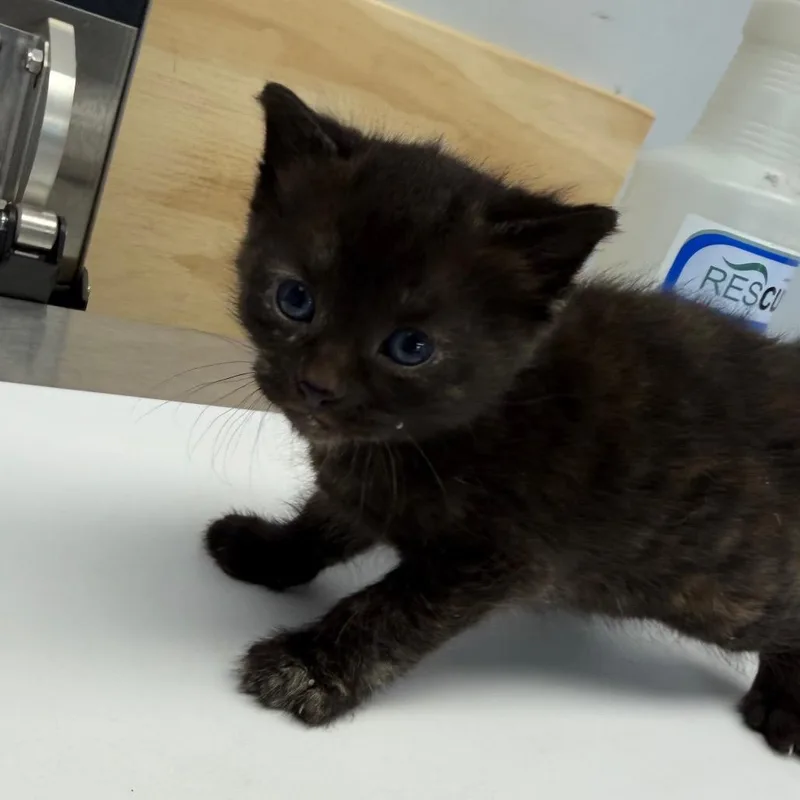 A baby small-sized female Tortoiseshell Domestic Short Hair cat named Dime for adoption in Watertown, NY