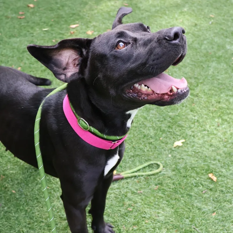An adult medium-sized female Black Mixed Breed dog named Storm for adoption in Saint Charles, MO