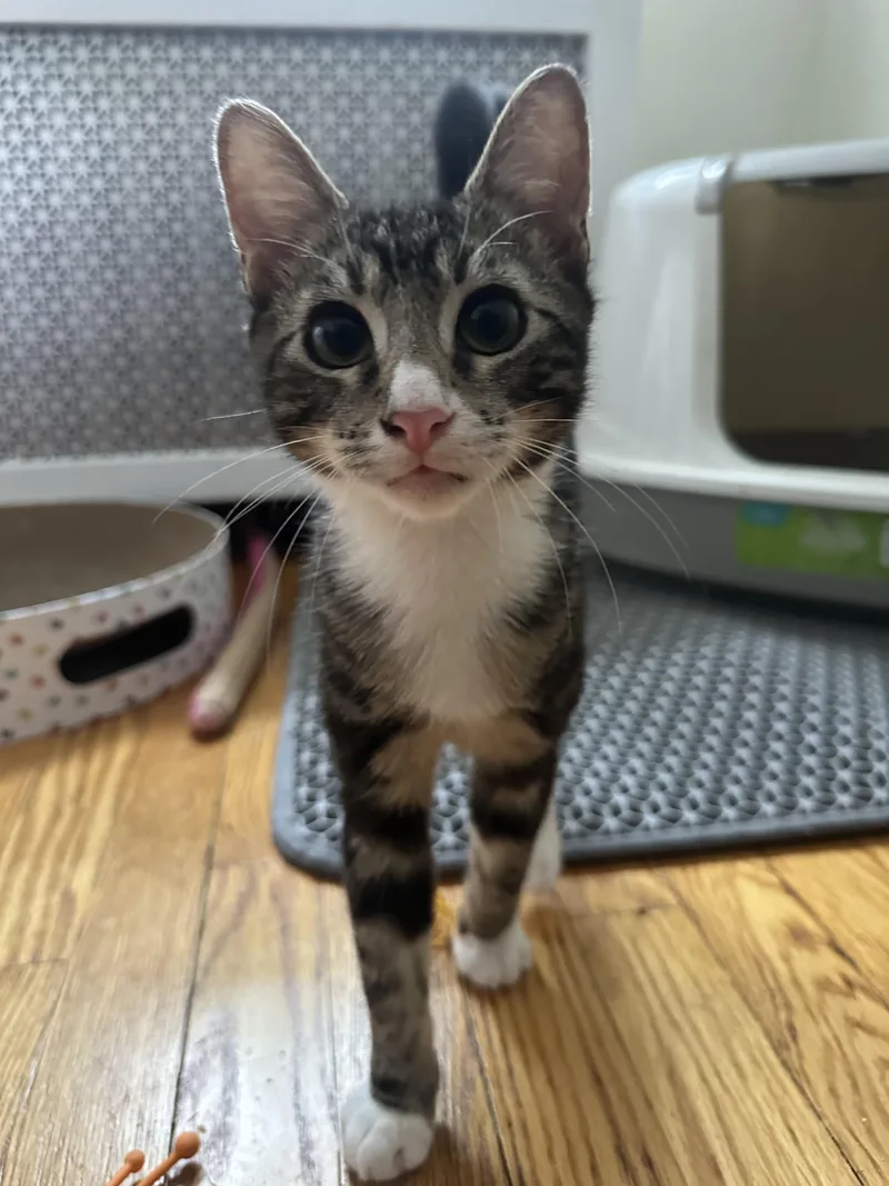 A baby medium-sized male Tabby (Buff / Tan / Fawn) Tabby cat named TipToe for adoption in New York, NY