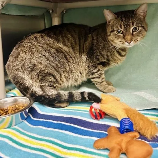 An adult medium-sized male Domestic Short Hair cat named Zamboni for adoption in Derwood, MD